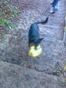 Sully and ball on Stoke Old Road steps which will be upgraded on next Work Party